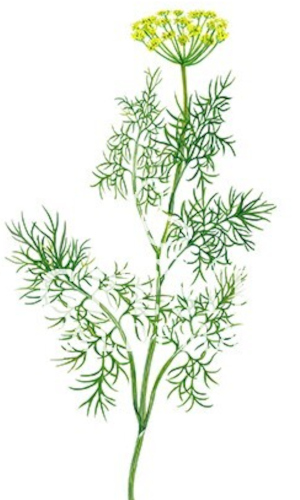 Kopr vonný (Anethum graveolens)