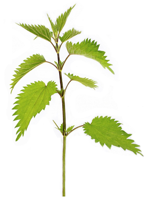Kopřiva dvoudomá (Urtica divica)