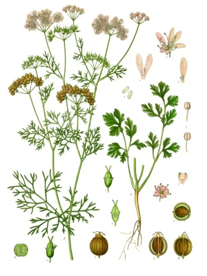 Koriandr setý (Coriandrum sativum)