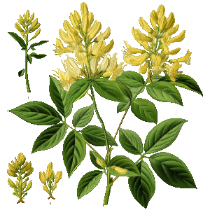 Kozinec blanitý (Astragalus membranaceus)