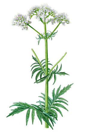 Kozlík lékařský (Valeriana officinalis)
