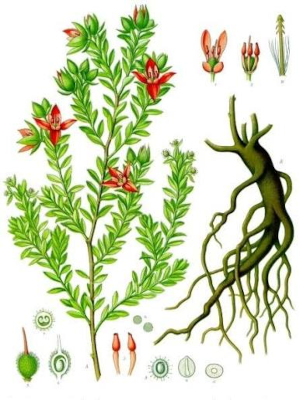 Kramerie trojmužná (Lappacea krameria)