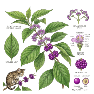 Krásnoplodka (Callicarpa macrophylla)