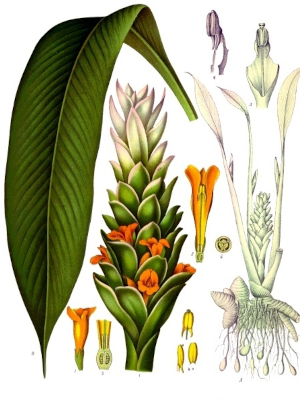 Kurkuma