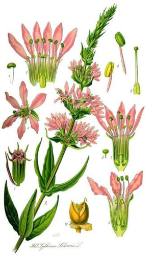 Kyprej vrbice (Lythrum salicaria)