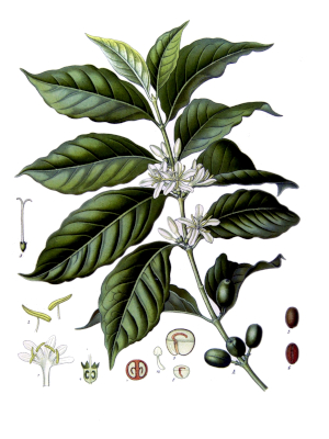 Káva (Coffea arabico)