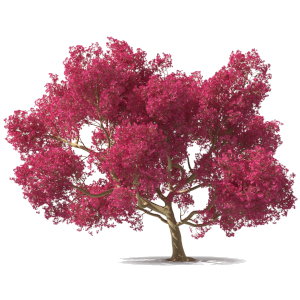Lapacho rudé (Tabebuia avellanadae)