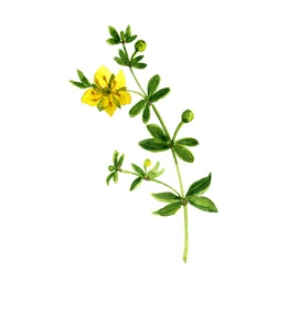 Larea trojzubá (Larrea tridentata)