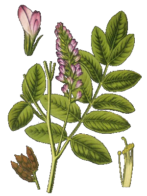 Lékořice lysá (Glycyrrhiza glabra)