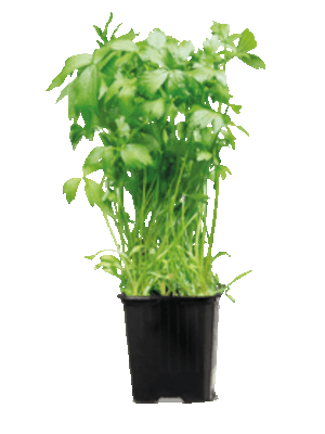 Libeček lékařský (Levisticum officinale)