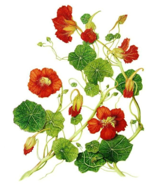 Lichořeřišnice větší (Tropaeolum majus)