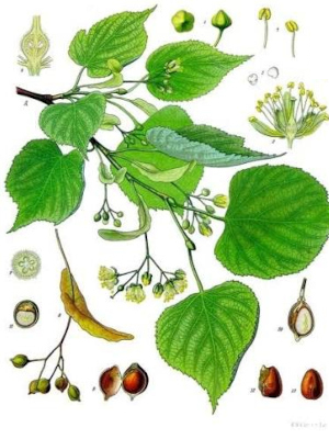Lípa srdčitá (Tilia cordata)