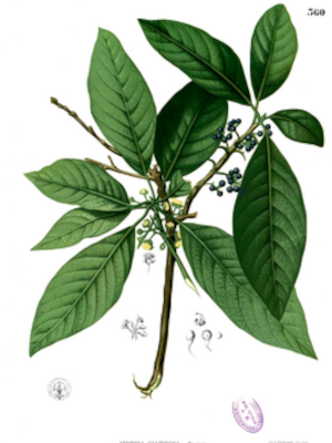 Dvakratec (Litsea glutinosa)