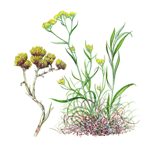 Macela (Achyrocline satureioides)