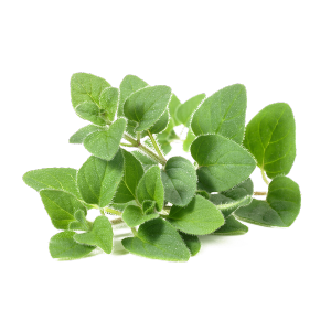 Majoránka zahradní (Origanum majorana)