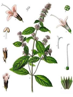 Mata peprná (Mentha piperita)