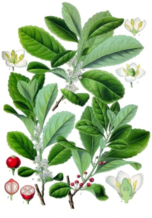 Maté (Llex praraguayensis)