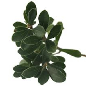Medvědice lékařská (Arctostaphylos uva-ursi)