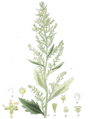 Merlík vonný (Chenopodium ambrosioides)