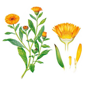 Měsíček lékařský (Calendula officinalis)