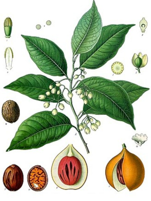 Muškát pravý (Myristika fragrans)