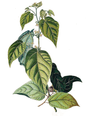 Mutamba (Guazuma ulmifolia)