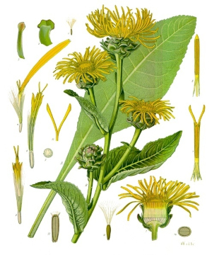 Oman pravý (Inula helenium)