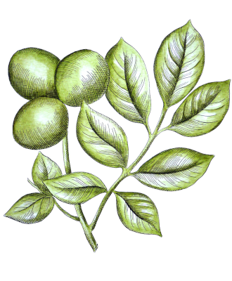 Orešák královský (Juglans regia)