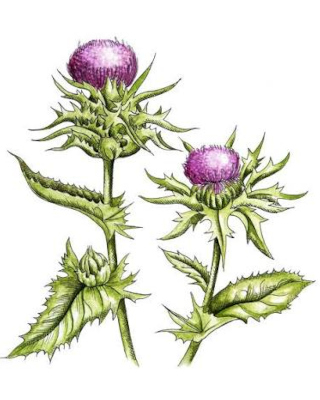 Ostropestřec mariánský (Silybum marianum)