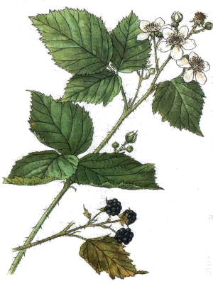 Ostružiník zřasený (Rubus fruticosus)