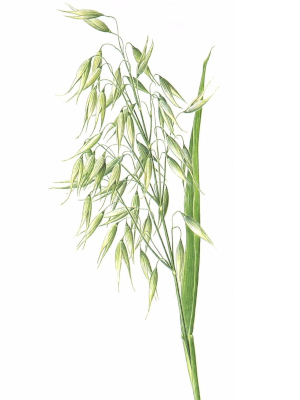 Oves setý (Avena sativa)