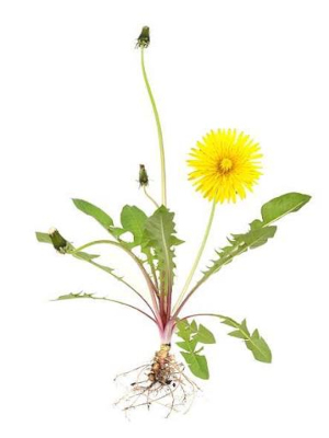 Pampeliška (Taraxacum officinale)