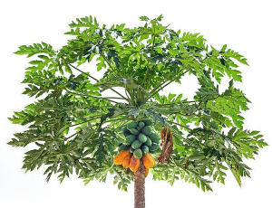 Papája (Carica papaya)