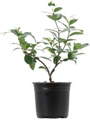 Parijate (Nyctanthes arbor-tristis)
