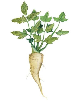 Pastinák setý (Pastinaca sativa)