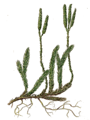 Plavuň vidlačka (Lycopodium clavatum)