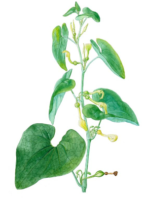 Podražec křovištní (Aristolochia clematitis)