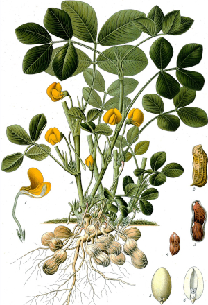 Podzemince olejná (Arachis hypoogaea)
