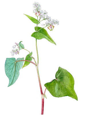 Pohanka jedlá (Fagopyrum esculentum)