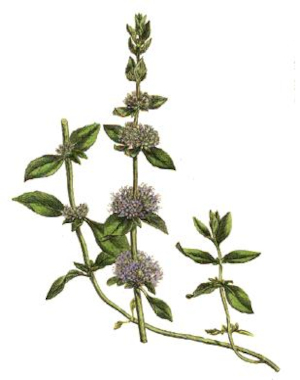 Polej obecná (Pulegium vulgare)