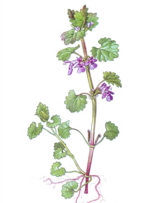 Popenec břečťanovitý (Glechoma hederacea)