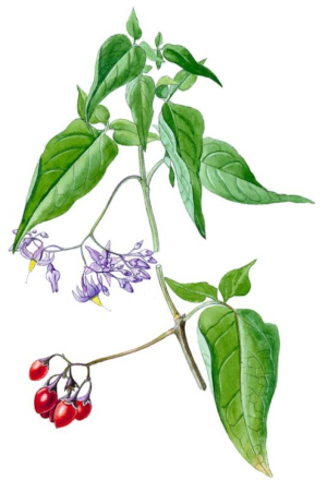 Potměchuť popínavá (Solanum dulcamara)