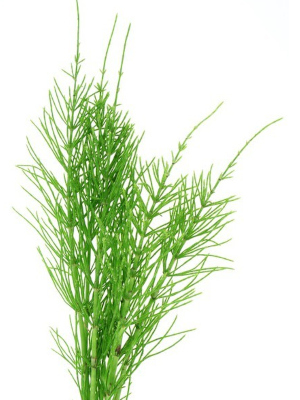 Přeslička rolní (Equisetum arvense)
