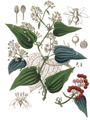 Přestup drsný (Smilax aspera)
