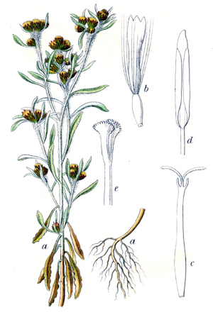 Protěž bahenní (Filaginella uliginosa)