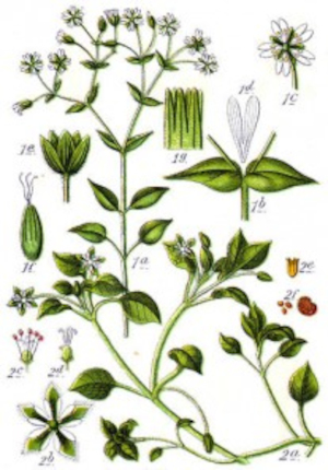 Žabinec obecný (Stellaria media)