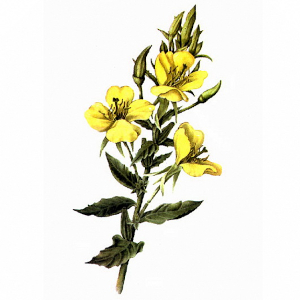 Pupalka dvouletá (Oenothera biennis)