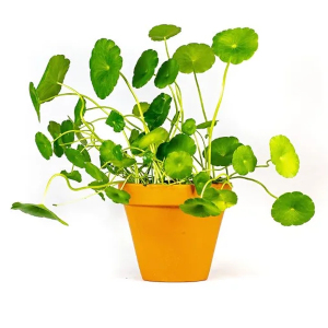Pupečník asijský (Centella asiatica)