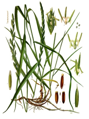 Pýr plazivý (Elytrigia repens)