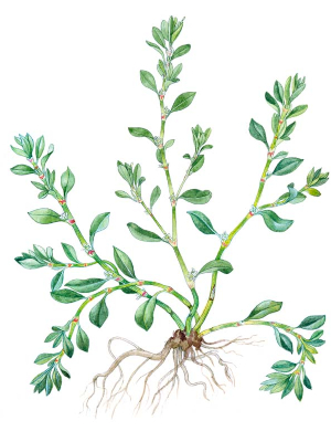 Rdesno ptačí (Polygonum aviculare)